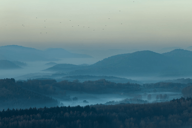 Taubenschwarm an einem nebligen Morgen über dem Pfälzerwald