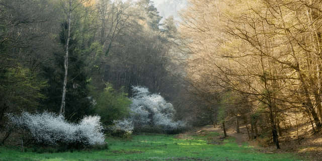 Frühlingsbäume im Pfälzerwald.