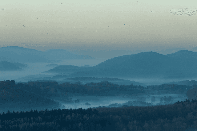 Taubenschwarm an einem nebligen Morgen über dem Pfälzerwald