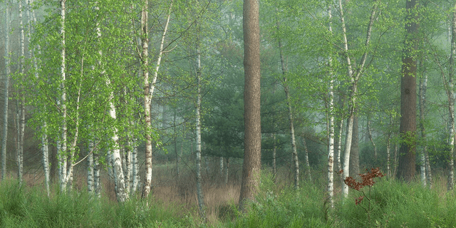 Am Waldrand